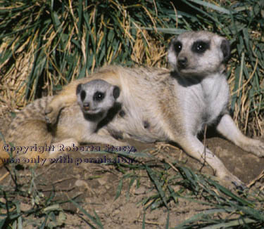 meerkat with her 7-week-old kit