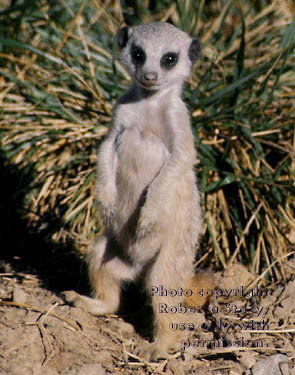 7-week-old meerkat kit