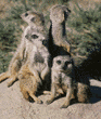 meerkats