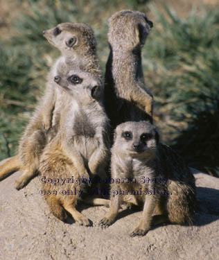 adult meerkats