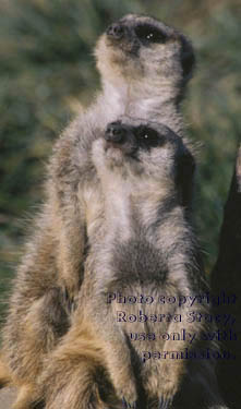 adult meerkats