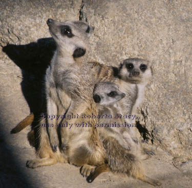 meerkat adults with 7-week-old kit