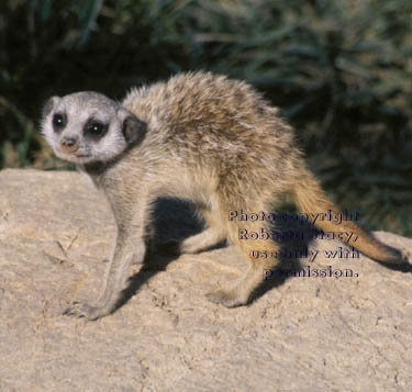 7-week-old meerkat kit