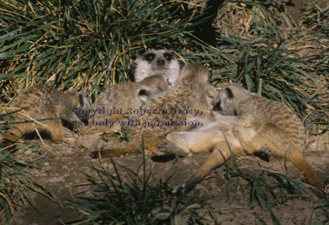 meerkat with her four 7-week-old kits