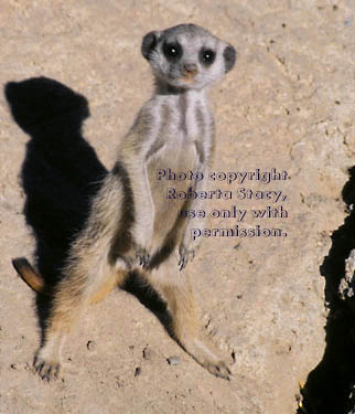 7-week-old meerkat kit