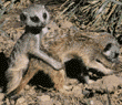 meerkats