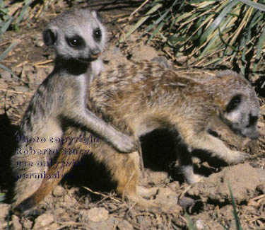 7-week-old meerkat  kits