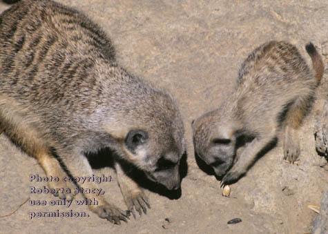 meerkat adult with 7-week-old kit