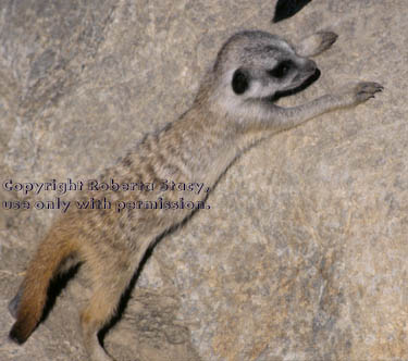 7-week-old meerkat kit