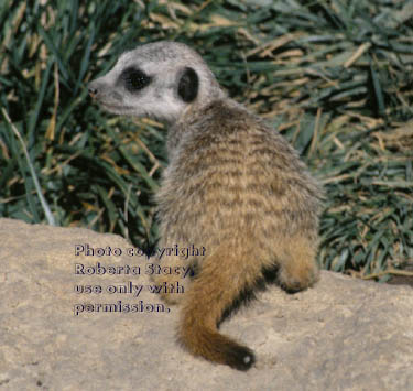 7-week-old meerkat kit