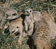 meerkats