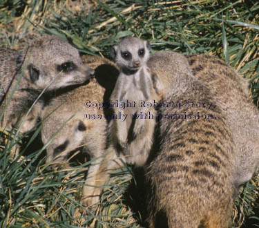 meerkat adults with 7-week-old kit