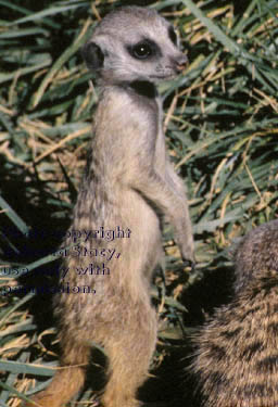 7-week-old meerkat kit