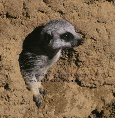 9-week-old meerkat kit