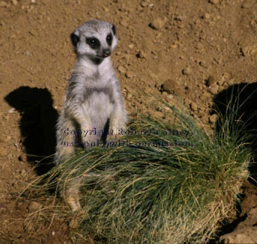 9-week-old meerkat kit