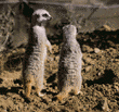 meerkats