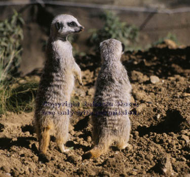 9-week-old meerkat kits