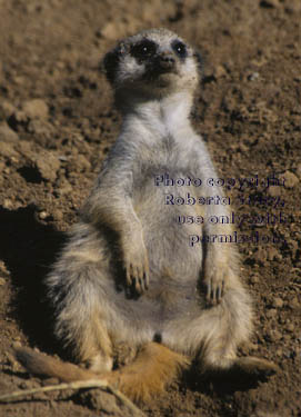 10-week-old meerkat kit