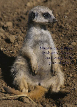 10-week-old meerkat kit