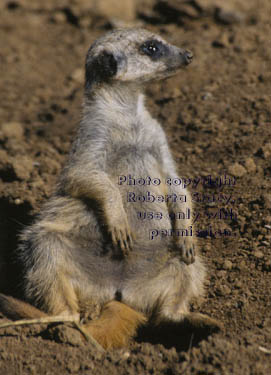 10-week-old meerkat kit