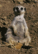 meerkats