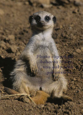 10-week-old meerkat kit