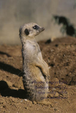 12-week-old meerkat kit