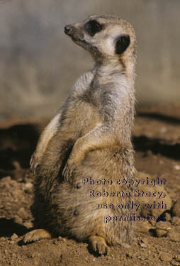 meerkat adult