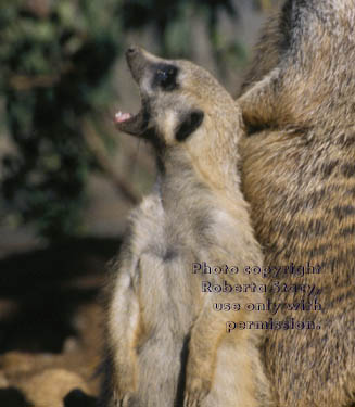 12-week-old meerkat kit