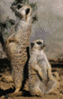 meerkats