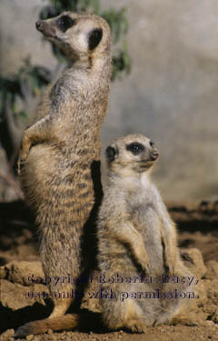 meerkat adult with12-week-old kit