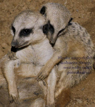 12-week-old meerkat kit hugging its mother