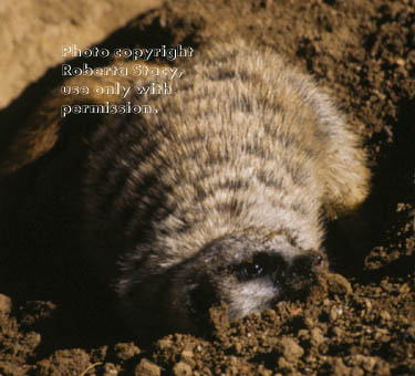 12-week-old meerkat kit digging a hole