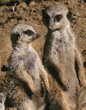 meerkats