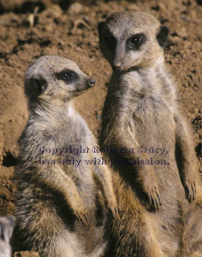 meerkat adult with12-week-old kit