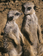 meerkats