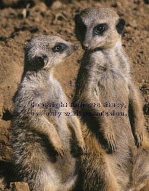 meerkat adult with12-week-old kit