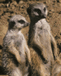 meerkats