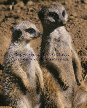 meerkat adult with12-week-old kit