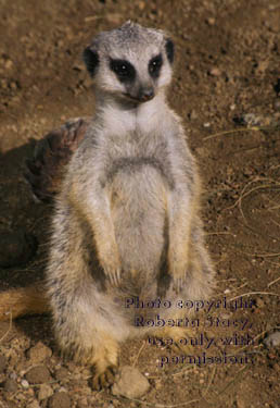 12-week-old meerkat kit