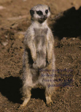 12-week-old meerkat kit