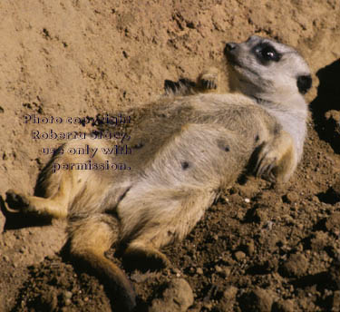 meerkat adult