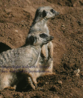 3.5-month-old meerkat kits