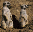 meerkats