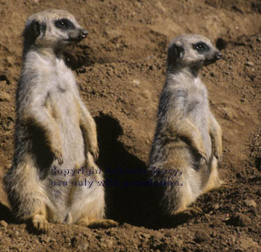 3.5-month-old meerkat kits