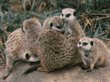 meerkats