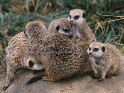 meerkat adults with 14-week-old kits