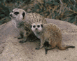 meerkats