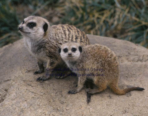 meerkat adult with 14-week-old kit