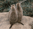 meerkats